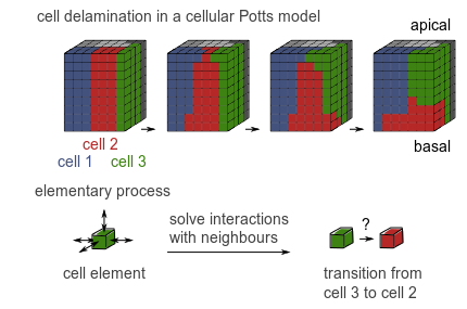 Cellular Potts model